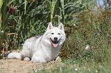 SIBERIAN HUSKY 069